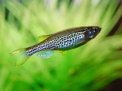 Данио леопардовый (Danio frankei) | Aquarium-Style