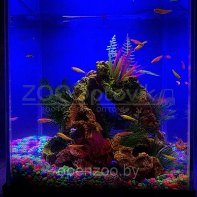 AQUA Аквариум Куб Aqua Glo на 20л. день/ночь с рыбками данио GloFish Reff  (ID#162488132), цена: 315 руб., купить на Deal.by