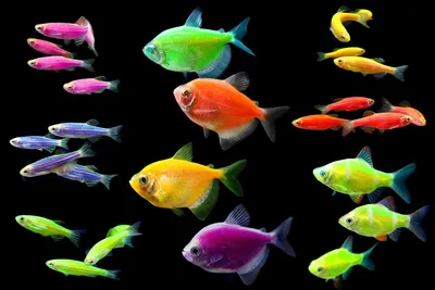 Светящиеся флуоресцентные рыбки ГлоФиш-GloFish