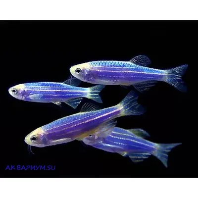 Данио малабарский (Danio aequipinnatus) | Aquarium-Style