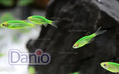 Аквариум Куб Aqua Glo на 20л. день/ночь с рыбками данио GloFish Reff 11381  купить в Минске