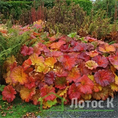 Дармера щитовидная (Darmera peltata)