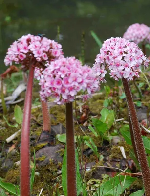 Дармера щитовидная, Darrmera peltata, нежно-розовый, h90-150 см, С2 |  СадПарад