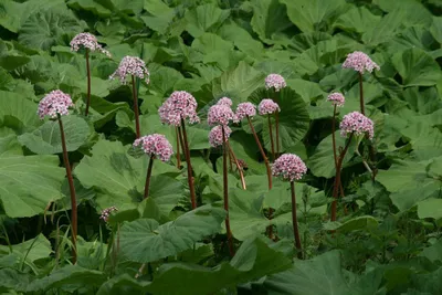 Цветы разные Дармера щитовидная (Darmera peltata) С2/С3 купить по цене 417  руб. | Доставка Смоленск, Москва, СпБ