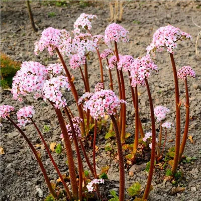 Дармера щитовидная (Darmera peltata)