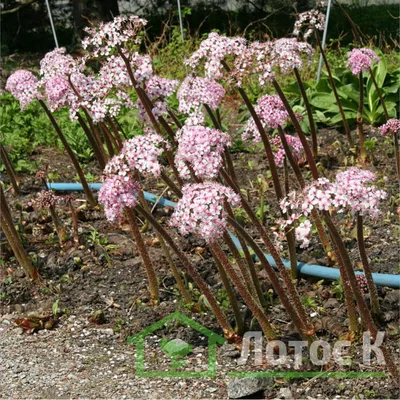 Дармера щитовидная (Darmera peltata)