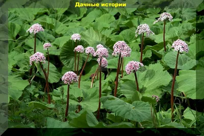 Дармера щитовидная (Darmera peltata)