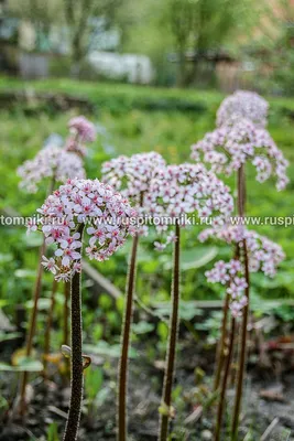 Darmera peltata / Дармера щитовидная, пельтифиллум | Атлас цветущих растений