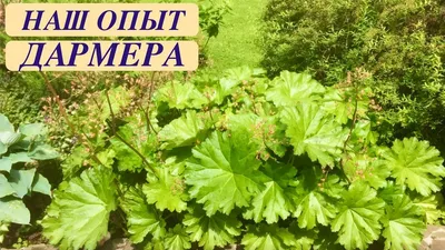 Дармера щитовидная 'Peltata' - декоративнолиственный травянистый  многолетник зимующий в грунте