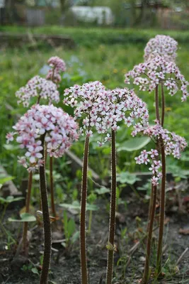 Дармера щитовидная (Darmera peltata) - Солитеры - По областям применения -  Каталог - LESKOVO-PITOMNIK.ru