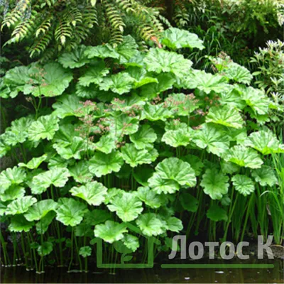 Дармера болотная - Darmera peltata (ID#241752399), цена: 100 ₴, купить на  Prom.ua