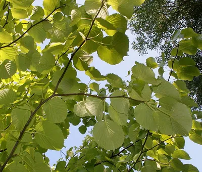Невероятные фотографии растения Давидия: скачать и насладиться великолепием