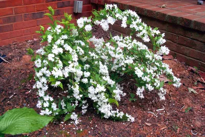 Дейция шершавая белейшая (Deutzia scabra var. candidissima) купить