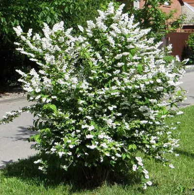 Дейция шершавая Плена Deutzia scabra Plena - купить декоративные и хвойные  растения с доставкой по Украине в магазине Добродар