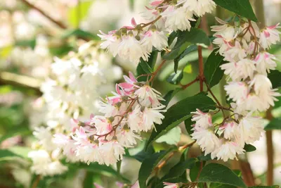 Дейция шершавая (Deutzia scabra)