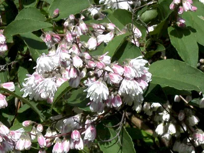 Дейция шершавая (Deutzia scabra) - PictureThis