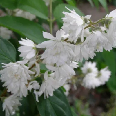 Дейция шершавая, deutzia scabra