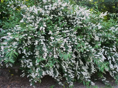 Дейция шершавая Deutzia scabra Candidissima - Diamond Garden