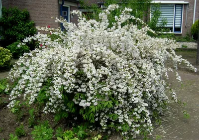 Кустарники: Дейция шершавая Прайд оф Рочестер \"Deutzia crenata Pride of  Rochester\"