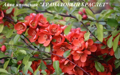 Айва японская купить в Москве из питомника по доступной цене