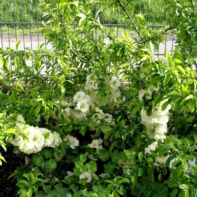 АЙВА ДРЕВОВИДНАЯ саженцы купить айвы, питомник саженцев смородины, саженцы  почтой по низкой цене, доставка почтой лучший питомник Саженцы купить,  голубика, саженцы голубики, саженцы клубники, саженцы ореха, саженцы  клюквы, голубика сорта, голубика садовая,