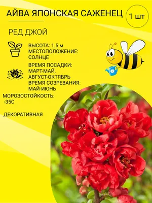 Айва японская - Декоративные кустарники | Питомник растений | Саженцы  посадка и уход