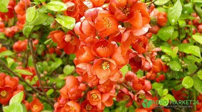 Саженцы айвы японской купить в blumgarden.ru