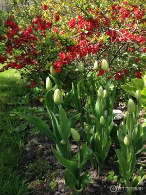 Chaenomeles speciosa 'Scarlet Storm', Айва прекрасная 'Скарлет  Сторм'|landshaft.info