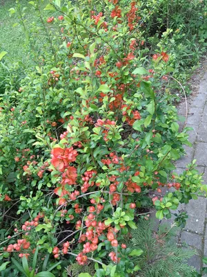 Айва японская, Chaenomeles japonica