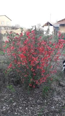 Айва японская низкая Хеномелес Маулея Chaenomeles 'Japonica maulei' -  купить саженцы в Минске и Беларуси