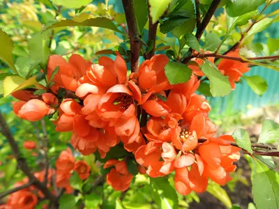 Айва японская