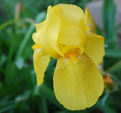 Тарелка винтажная декоративная настенная Фарфор Англия Ирисы Цветы Royal  Albert Irises Queen Mother's Favorite Flowers купить за 3500 руб. в  интернет-магазине Flea-Market.ru