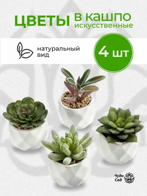 Чем может быть полезен кактус для организма в блоге Dietology.pro