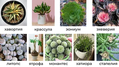 Искусственные суккуленты, которые принесут в дом достаток, красоту и  здоровье | Treez Collection