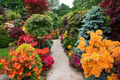 Лучшие декоративные кустарники для сада Фото+Названия - YouTube