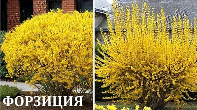 Які квітучі чагарники посадити на ділянці