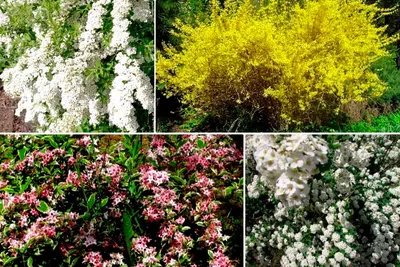 Декоративные цветущие кустарники купить недорого, фото ⋆ питомник