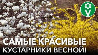 Декоративные кустарники купить, цена от 250 руб. в питомнике, 500 сортов  кустарников