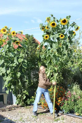 Солнце на клумбе: как выращивать декоративные подсолнухи?: Общество:  Облгазета