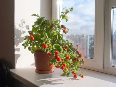 Декоративные помидоры фото фотографии