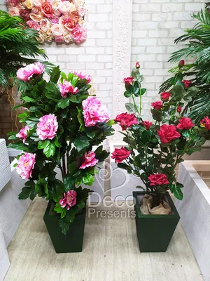 Роза Кордана в кашпо 22x22 см по цене 1111 ₽/шт. купить в Москве в  интернет-магазине Леруа Мерлен