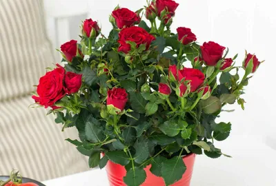 Цветы в горшке 5 роз с толстым стеблем купить в 55опторг (АВС0874) по цене  412.50 руб.