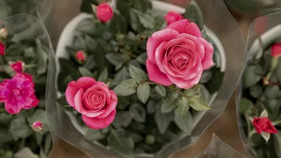 Роза в горшке разноцветная в ассортименте купить по цене 229 грн | Украфлора