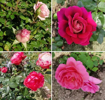 Роза комнатная - Rose. Уход за комнатной розой, фото