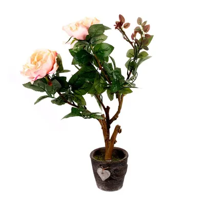 Декоративные комнатные розы в горшках: как посадить, выращивать,  пересаживать, уход в домашних условиях, сорта, как сохранить, если вянет