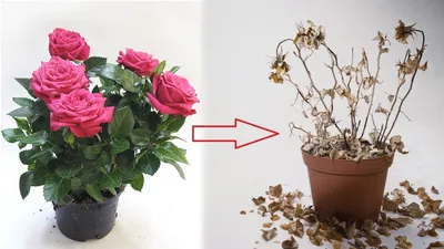 Куст искусственной розовой розы в горшке 50 см. - купить в Пятигорске с  доставкой в интерьерном центре Жемчужина