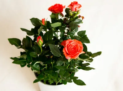 Розы в горшке - купить горшечные розы в Москве с доставкой