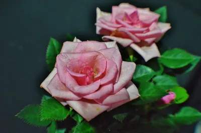1:12 миниатюрные розы в горшках для кукольного домика, цветы, горшок  бонсай, садовая глина, розы в горшке, модель для кукольного домика,  декоративные аксессуары | AliExpress