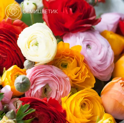 Роза мини в горшке разноцветная в ассортименте в интернет магазине Украфлора