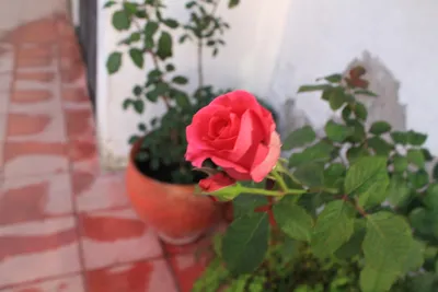 Розы комнатные - «Что сделать, чтобы роза не погибла после покупки и цвела?  Азы ухода за розой. » | отзывы